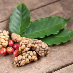 Kaffebönor, röda kaffebär och gröna blad ligger på en träyta. En del av bönorna ser ut att ha passerat genom en palmmård.