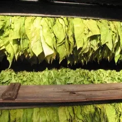 Torkande tobaksblad hänger i rader, redo för nästa steg i processen att odla tobak.