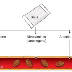 Diagram visar hur snus avger nikotin, nitrosaminer och arsenik/bly som tas upp i blodkärl.