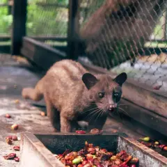 En sibetkatt, känd för att producera luwak kaffe, står vid en matskål fylld med kaffebär.