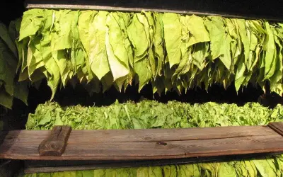 Torkande tobaksblad hänger i rader, redo för nästa steg i processen att odla tobak.