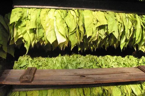 Torkande tobaksblad hänger i rader, redo för nästa steg i processen att odla tobak.