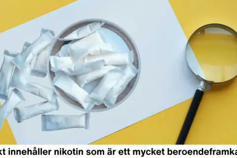 En hög med nikotinpåsar, liknande pelikan snus, ligger på ett vitt papper. En förstoringsglas undersöker dem.