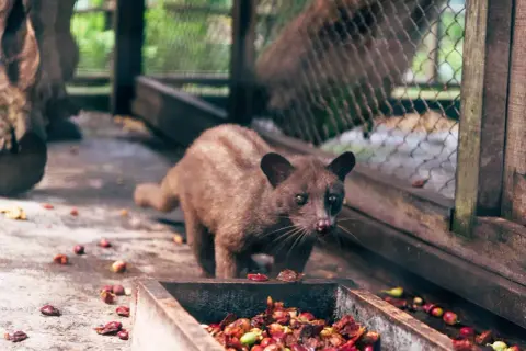En sibetkatt, känd för att producera luwak kaffe, står vid en matskål fylld med kaffebär.