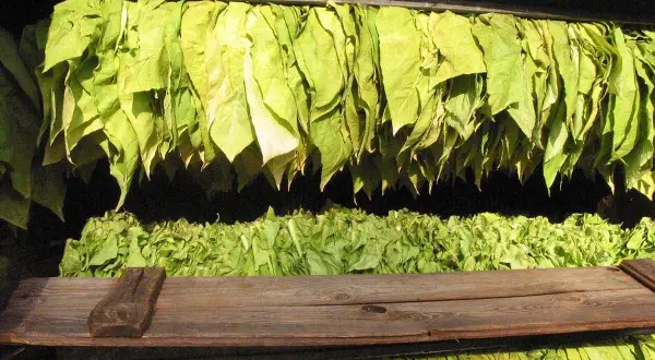 Torkande tobaksblad hänger i rader, redo för nästa steg i processen att odla tobak.