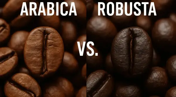 Arabica vs. Robusta kaffebönor. Vilken passar bäst för ditt espresso bryggkaffe?