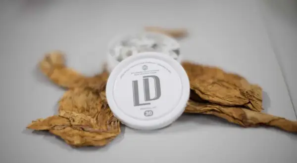 En dosa LD snus ligger på torkade tobaksblad, en del av snus tillverkning.