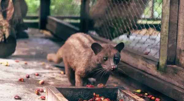 En sibetkatt, känd för att producera luwak kaffe, står vid en matskål fylld med kaffebär.