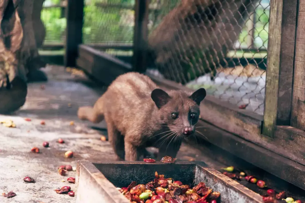 En sibetkatt, känd för att producera luwak kaffe, står vid en matskål fylld med kaffebär.