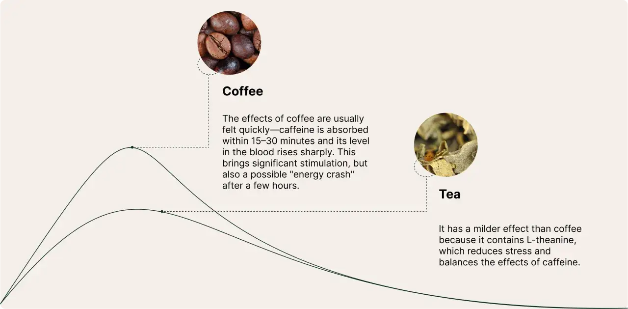 Graf som visar hur koffein från kaffe ger en snabb men kortvarig effekt, medan te ger en mildare, balanserad boost.