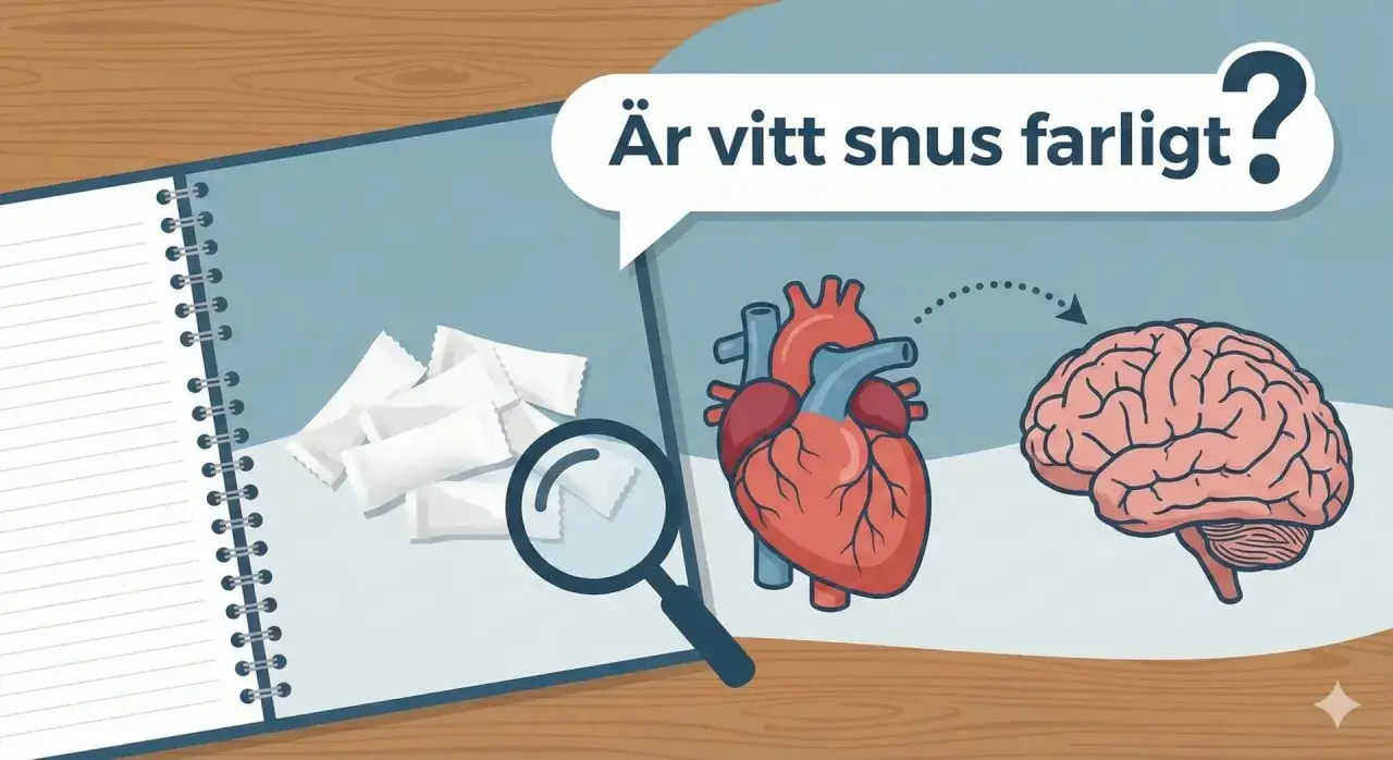 En illustration som visar hur vitt snus kan påverka kroppen, med fokus på hjärta och hjärna.