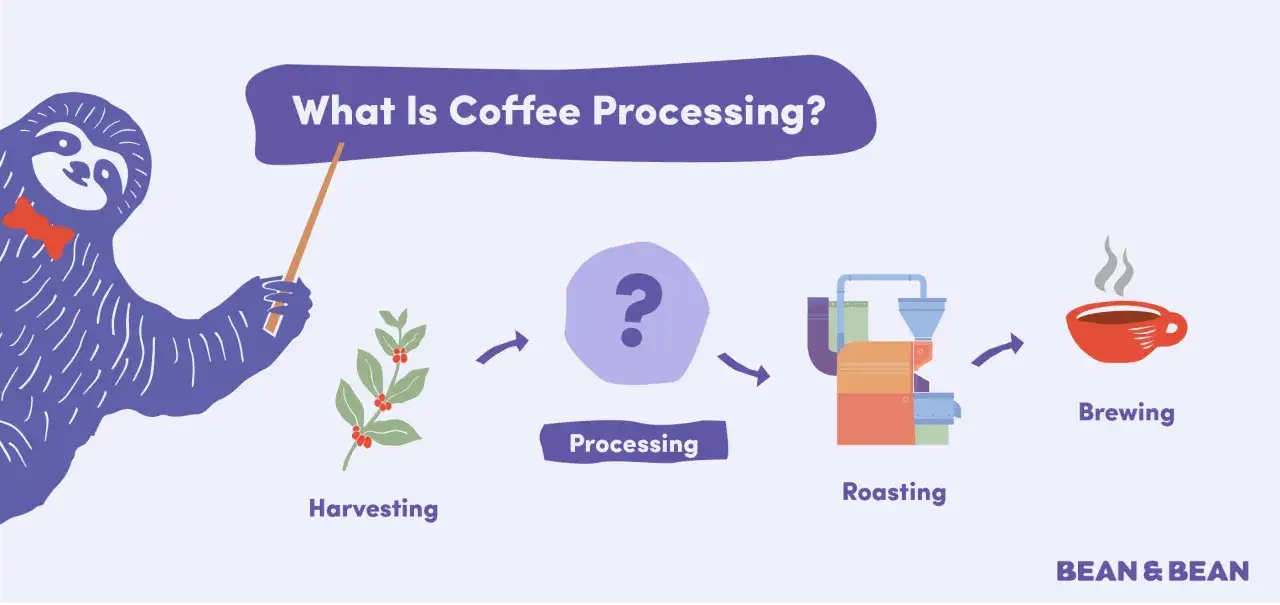 En illustration som visar kaffets produktionskedja: skörd, bearbetning, rostning och bryggning.