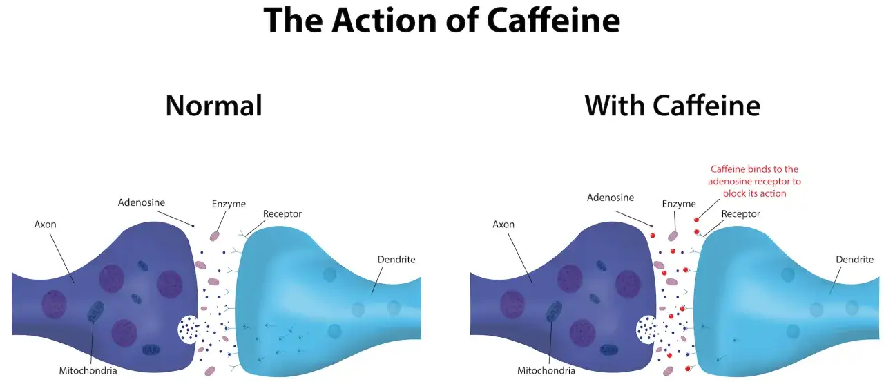 Bilden visar hur fungerar koffein: normalt binder adenosin till receptorer, men med koffein blockeras dessa receptorer.