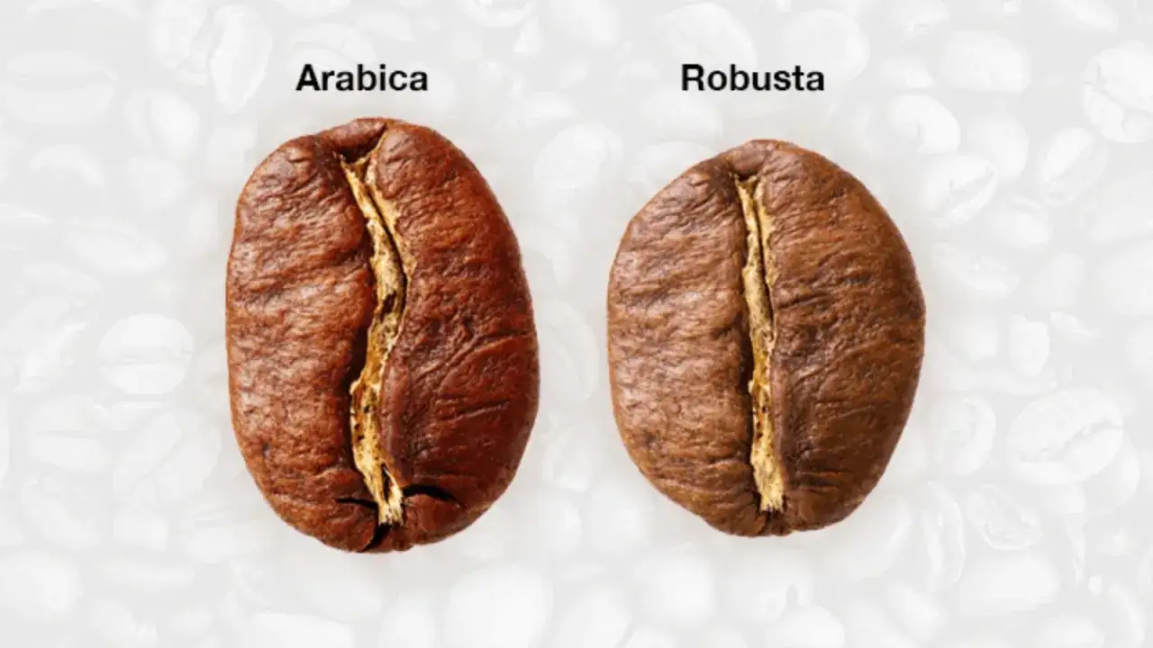 Två kaffebönor, Arabica och Robusta, visar skillnader i textur och färg. Dessa är två av de vanligaste kaffe sorter.