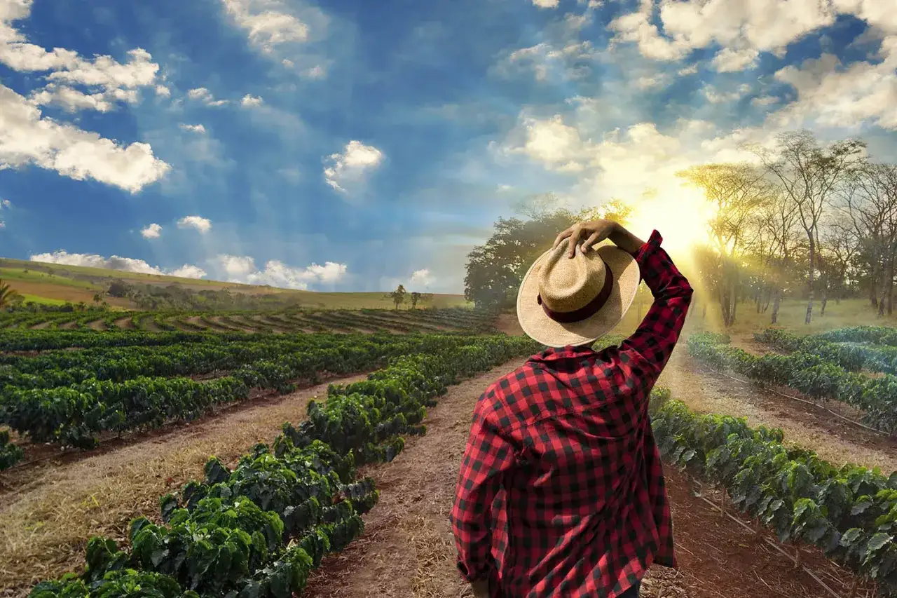 Bonde med hatt på kaffefält, undrar vilket land producerar mest kaffe. Solnedgång över gröna plantager.